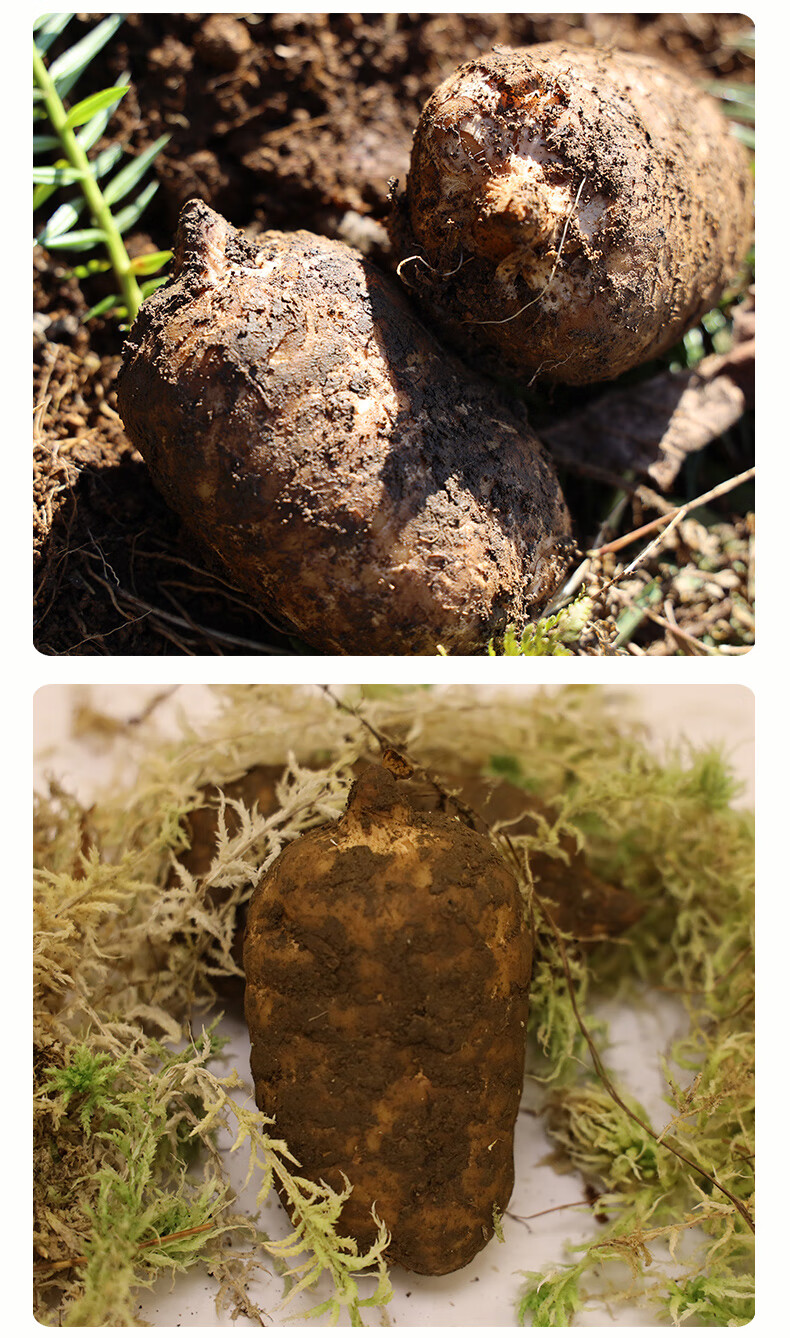 云南昭通天麻新鲜天麻金麻2斤现挖小草坝天麻长白山