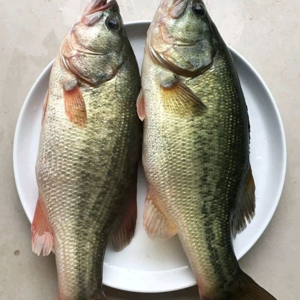 所友旗舰店淡水鲈鱼鲜活鲈鱼新鲜鲈鱼淡水鱼12斤条2条