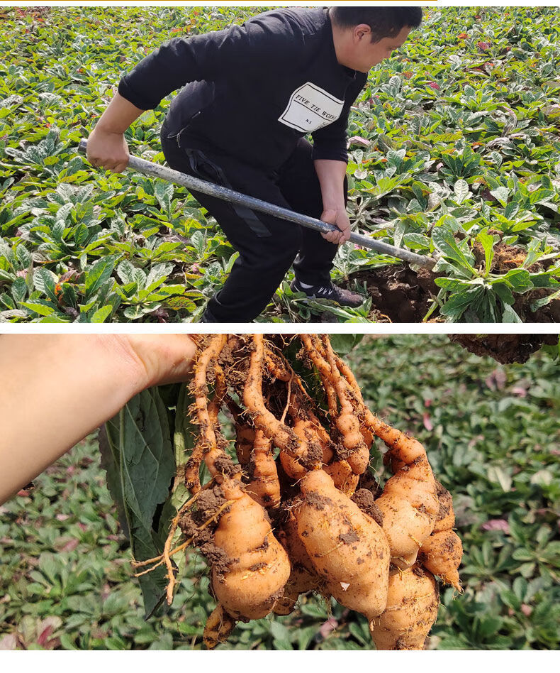 鮮地黃焦作懷地黃地黃根新鮮地黃種子生地黃伊梵麥1斤裝1015個