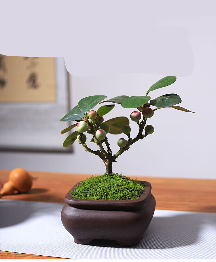 小盼菩提盆栽四季常青办公室桌面植物室内花卉绿植菩提树果实盆景初石