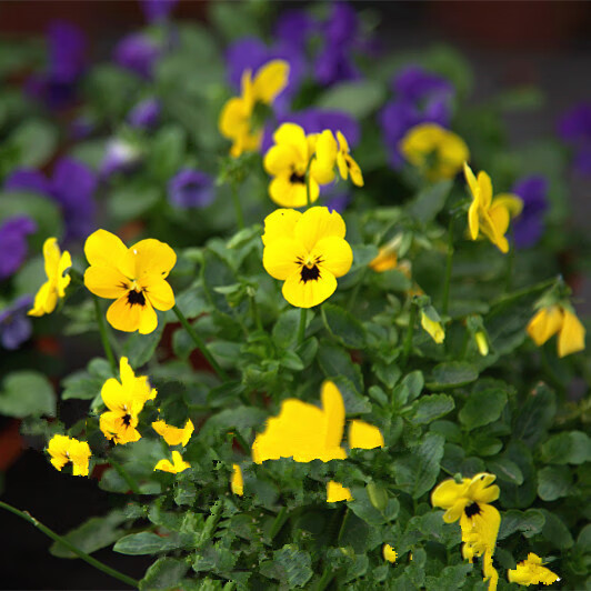 三色堇盆栽苗角景耐寒冷猫儿脸阳台盆栽花卉植物蝴蝶冬季花苗角瑾