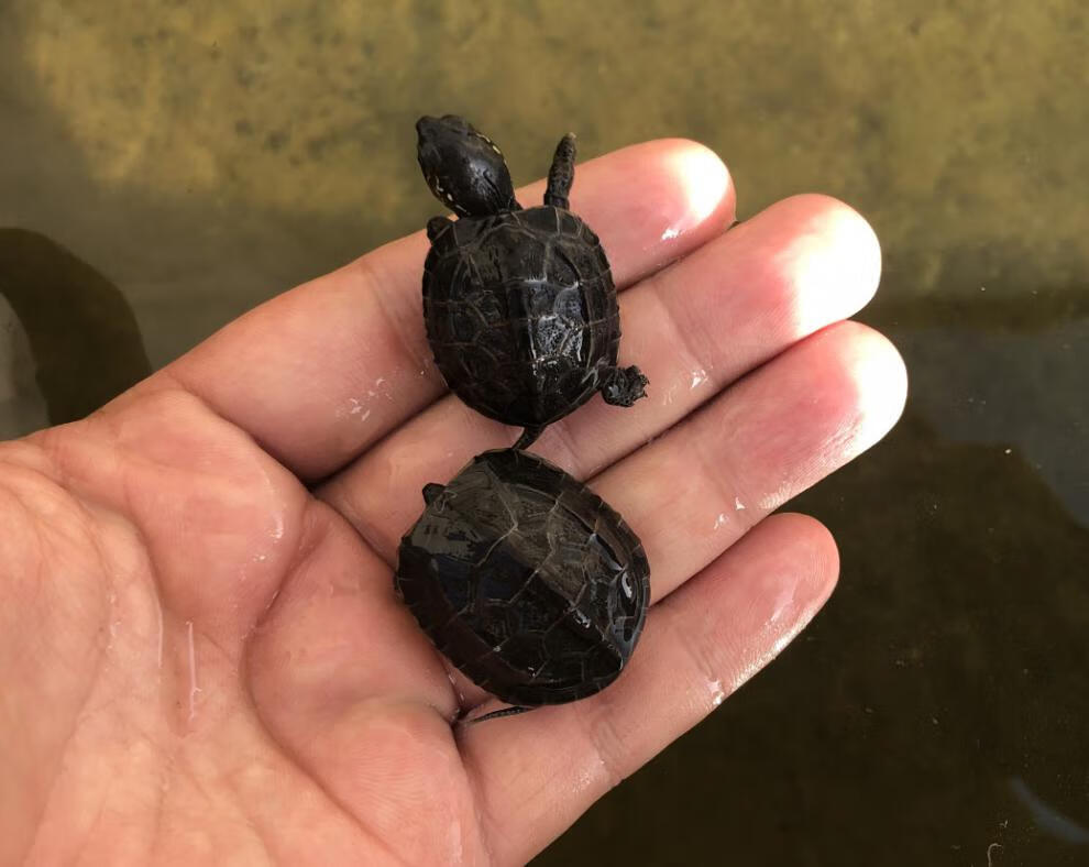 新品 黑腹墨龟苗活体全黑外塘中华草龟苗风水活物长寿顶墨苗小乌龟 6