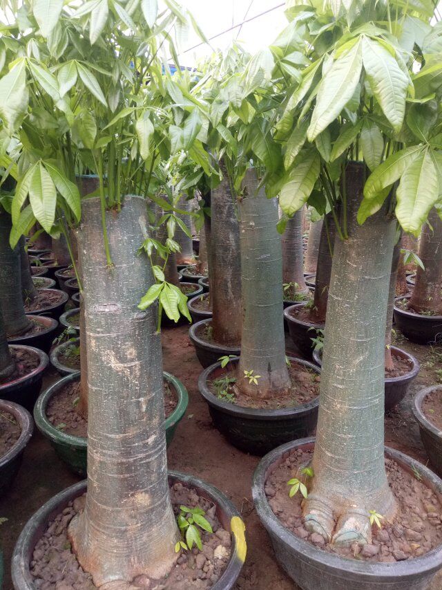 步步高升盆景超大单杆大型发财树独杆步步高升客厅前台办公室大盆栽