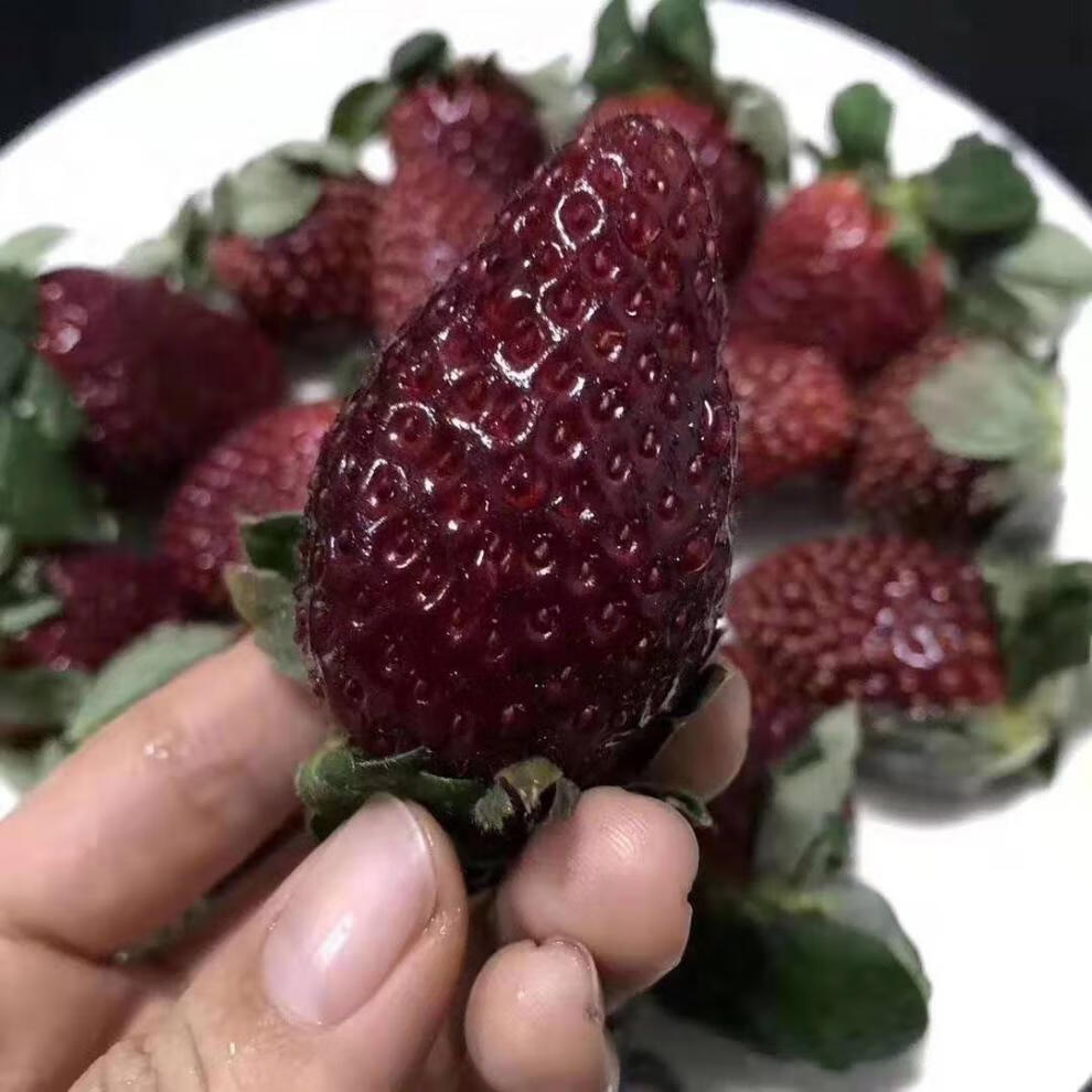 新品黑珍珠草莓新鲜草莓白色恋人日礼盒白雪公主淡雪草莓f黑白双拼各