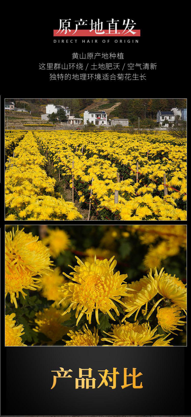 树茗黄山金丝皇菊大花朵杯特大朵婺源大黄菊花茶贡菊散装礼盒装100朵