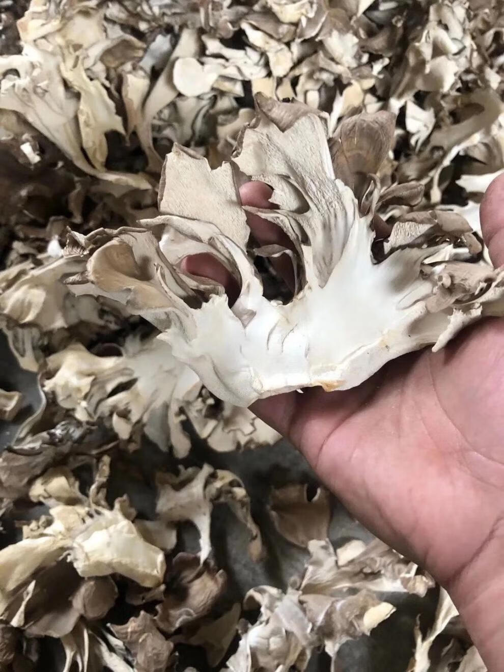 灰树花干货灰树菇食用菌无污染绿色舞茸茶农家栗蘑菌菇切片200g