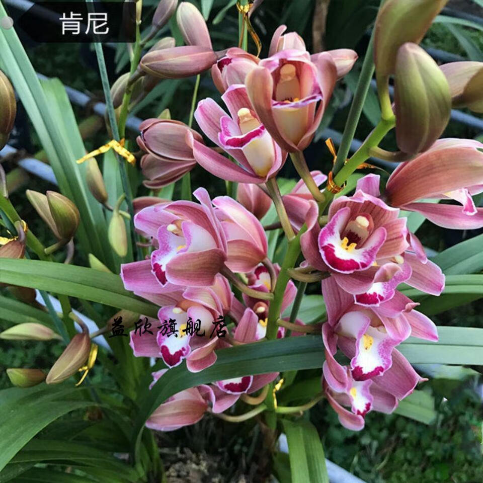 超香 福娘 兰花 新世界2苗连体【图片 价格 品牌 报价】-京东