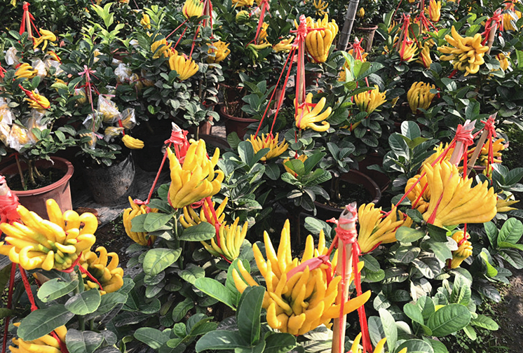 金佛手柑苗小种果树苗四季室内植物 3年苗【当年结果】【图片 价格