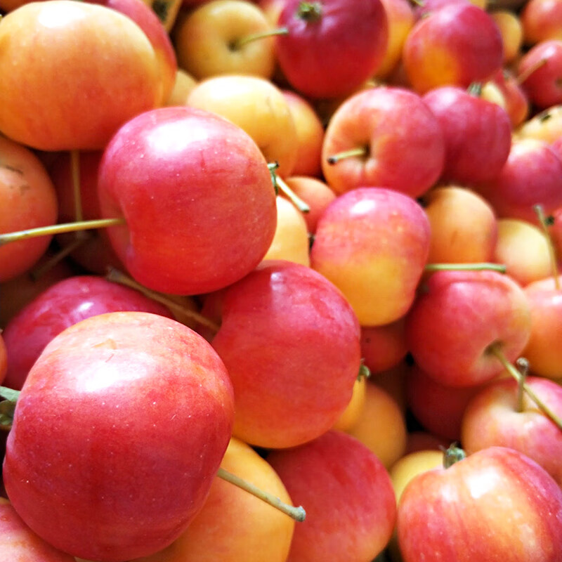 春光岛 东北k9沙果新鲜现摘现发小沙果5斤新鲜水果糖心123小苹果海棠