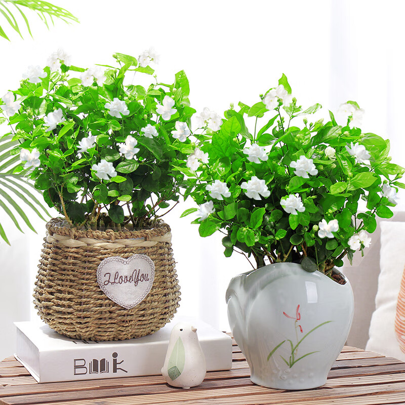 茉莉花盆 茉莉花盆栽植物四季浓香室内卉好养开花不断重瓣虎头茉莉z5