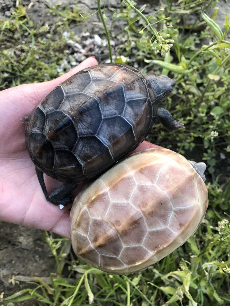 由子白玉中华草龟长寿龟白玉草龟活体金线龟变异龟宠物乌龟活体 普通