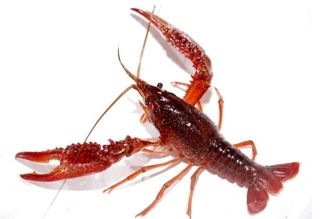 湖北潜江特产鲜活小龙虾新鲜中青中红两虾水产食用 2斤装 两虾【图片