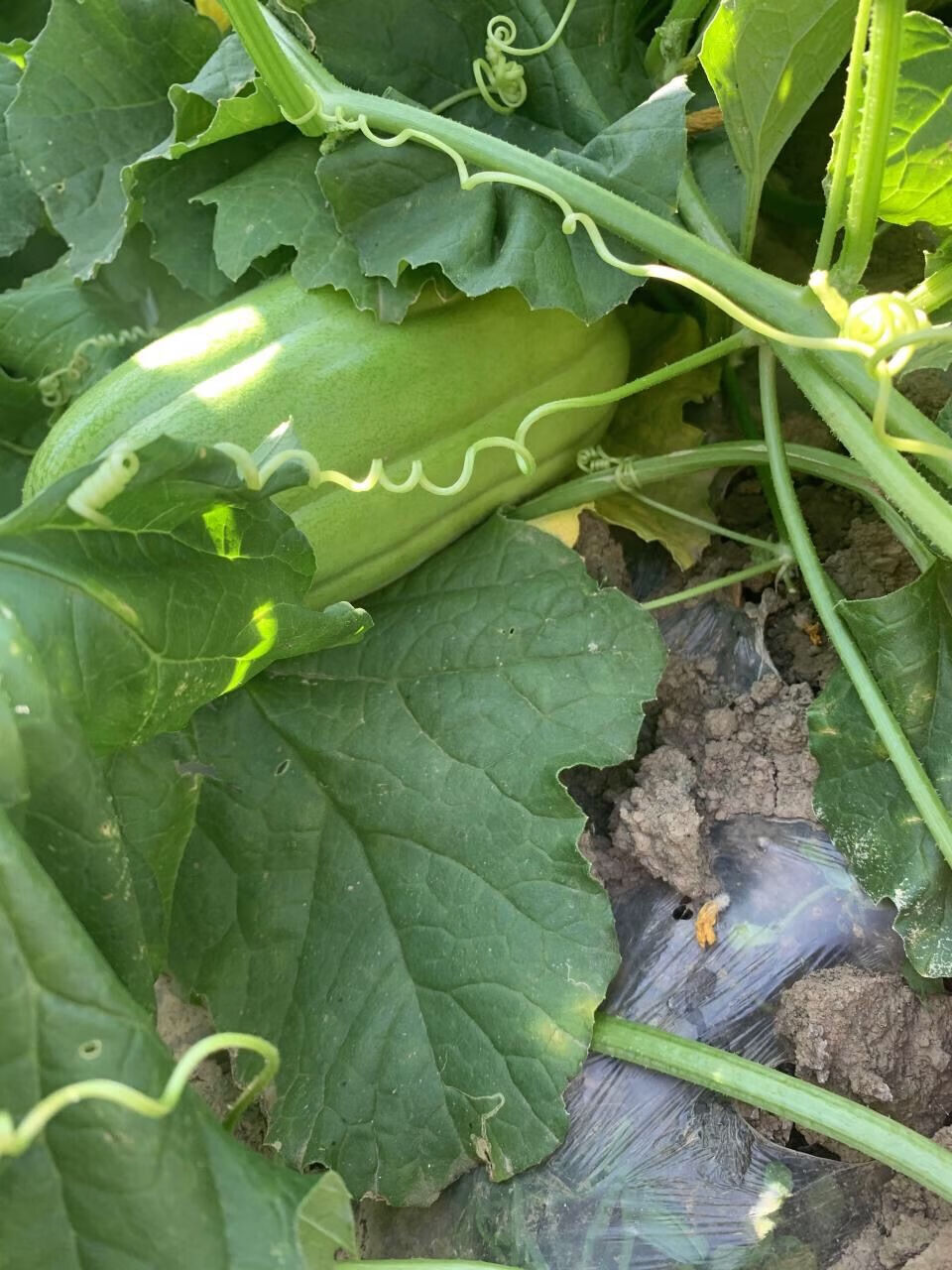 媚调 湖北烧瓜油瓜菜瓜水果蔬菜新鲜农家现摘现发 1斤【图片 价格