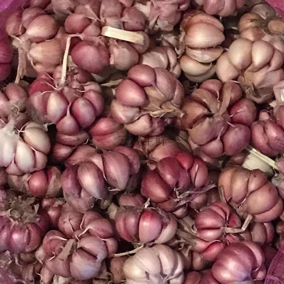 紫皮大蒜2021新干蒜头红蒜高农家非种蒜香蒜丫蒜分蒜带衣带箱5斤实惠