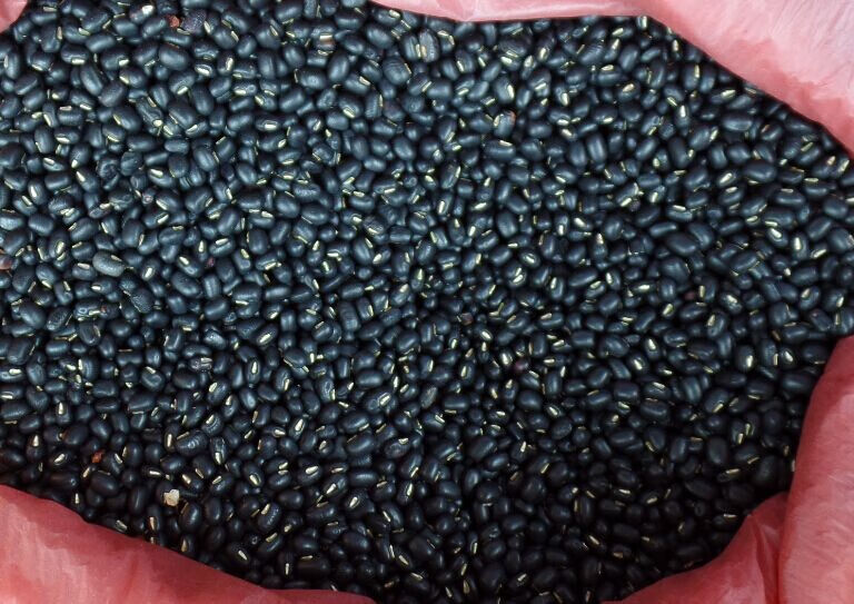 豆中广东阳江本地黑饭豆黑眉豆黑乌豇豆农家自产小黑豆黑乌光