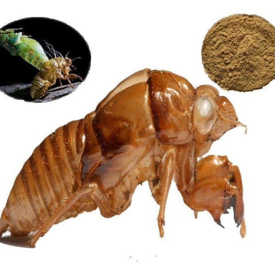 【精品好物】中药材天然蝉蜕50克蝉衣知了壳蝉脱金蝉衣爬了狗虫蜕药店