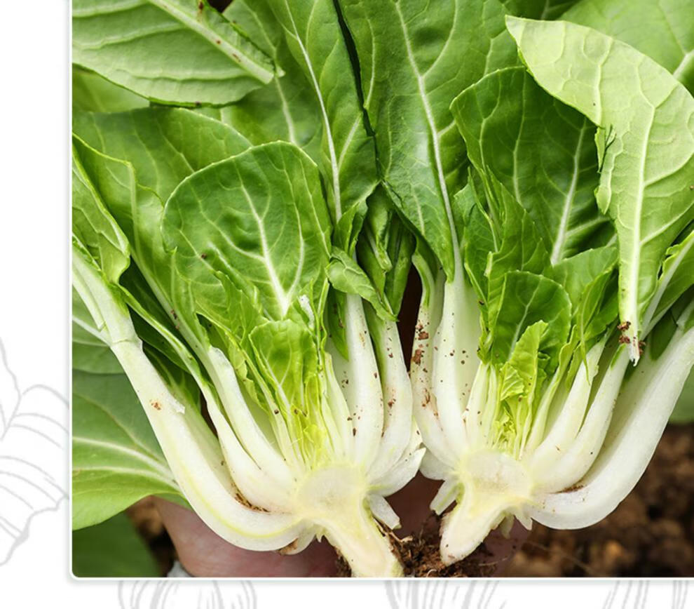 秋季南京矮脚黄菜籽白梗青菜种籽大全 耐寒小白菜种子奶白菜种孑 矮冠