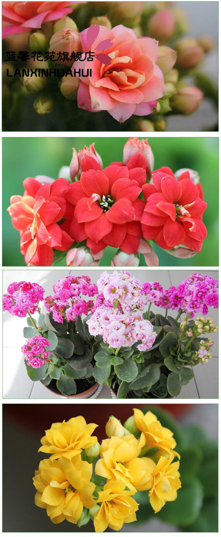 长寿花盆栽重瓣绿巴黎系列鹿角四季开花大花苗植物 黄色一盆 带盆栽好