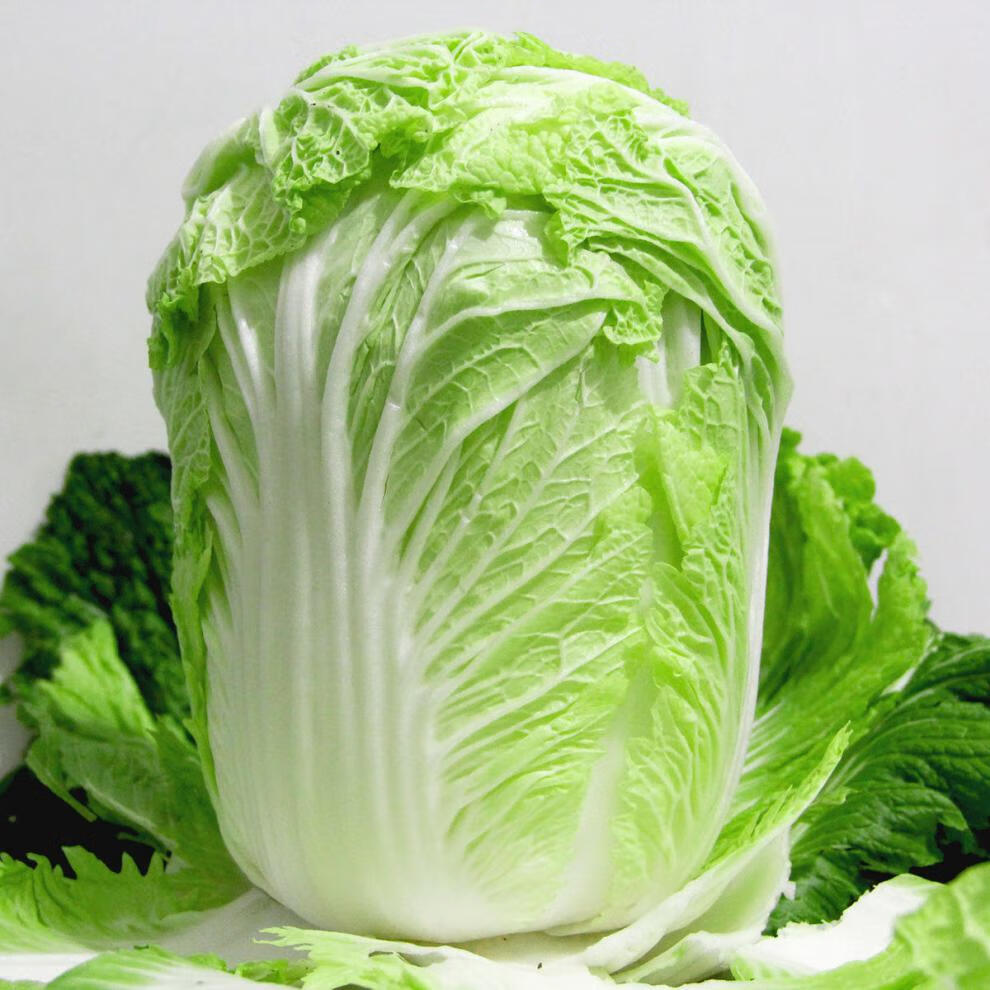 陕西新鲜大白菜时令鲜蔬当季采摘产地批发整箱农家肥露天自种10斤精品