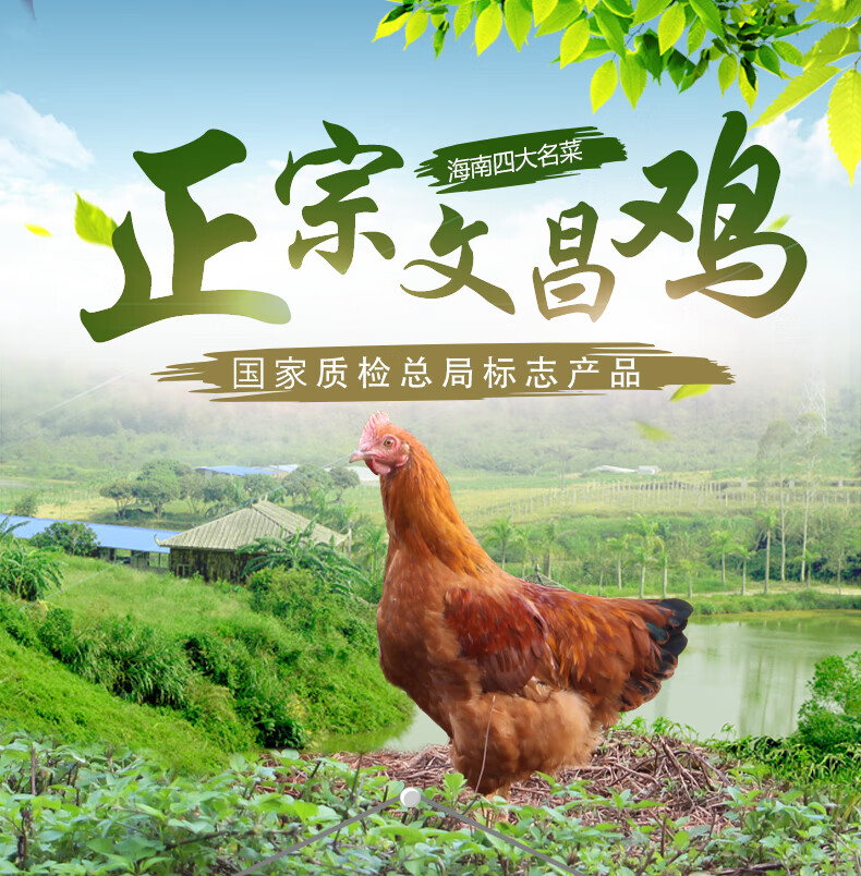 两只正宗海南文昌鸡农家散养新鲜速封冷冻椰子鸡肉火锅食材