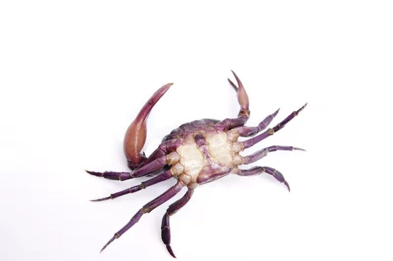 紫地蟹恶魔蟹相手蟹宠物蟹观赏蟹活体陆地淡水蟹清洁蟹水族辣椒蟹