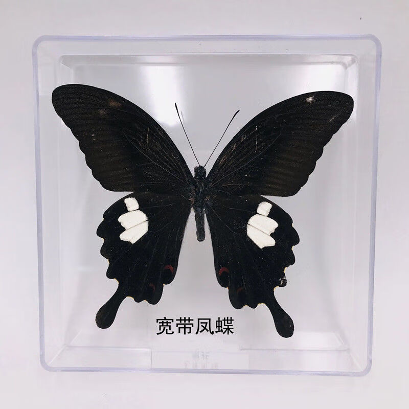 真蝴蝶标本生日礼物幼儿园奖励宝宝礼品桌面摆件拍照摄影道具 木兰青