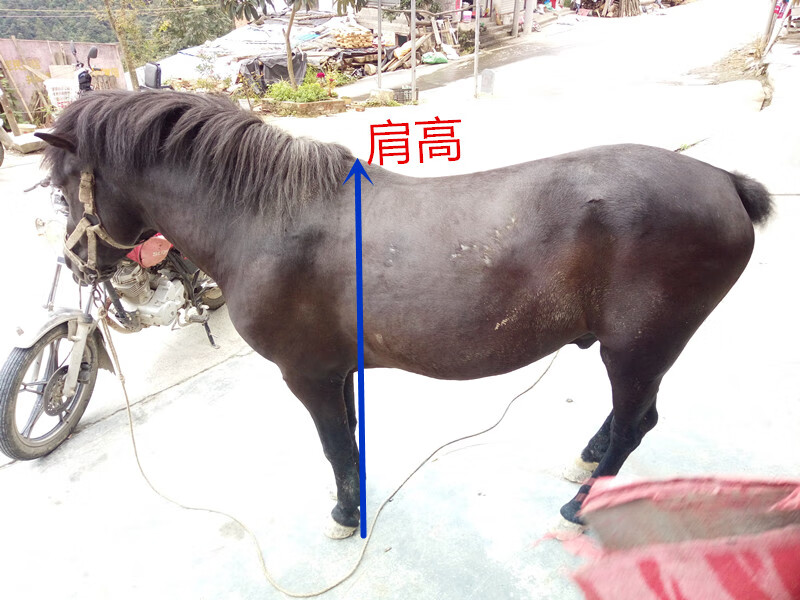 马笼套自带嚼子水乐马龙套牵马调教马龙头全套马术马具用品瀛龙 小号