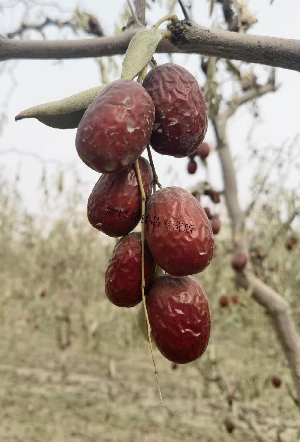 新枣 新疆若羌灰枣 36团吊干红枣免洗即食 五斤装 已清洗五斤【图片