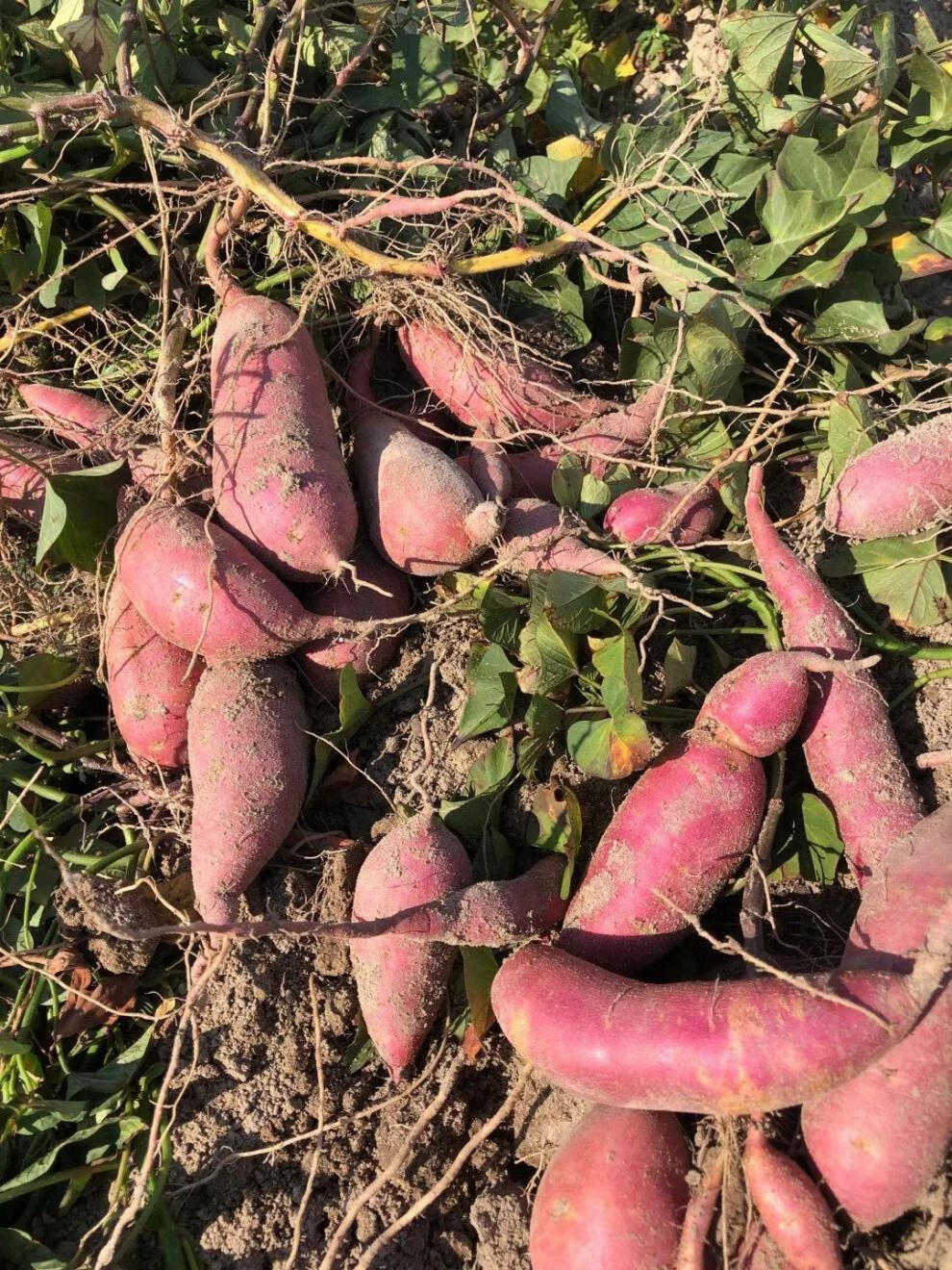 白心地瓜爆皮王板栗番薯粉糯白瓤红薯新鲜现挖现发5斤1010斤装中大果