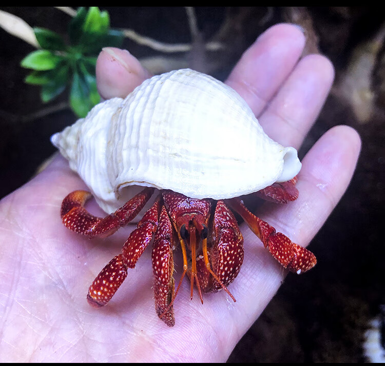 淡水宠物【草莓寄居蟹】陆地寄居蟹迷你宠物蟹宠物寄居蟹 草莓寄居蟹6