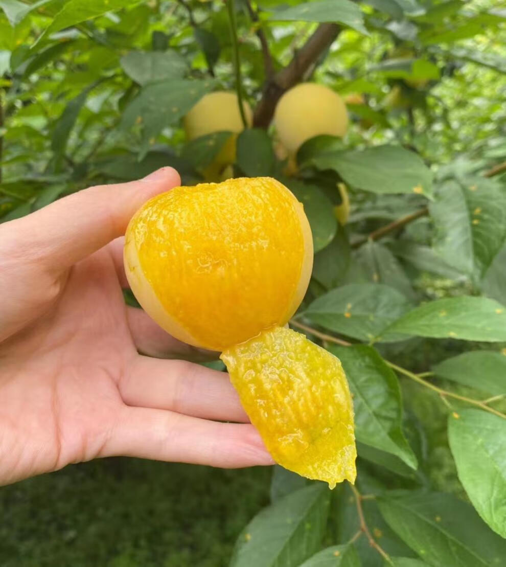 玫栀顺丰速运四川桃花李玉皇李当季新鲜水果孕妇李子大果黄金奈李顺丰