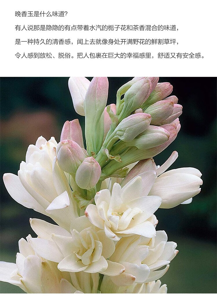 重瓣纯白色浓香重瓣纯白色浓香夜来香多年生宿根庭院阳台盆栽花卉子