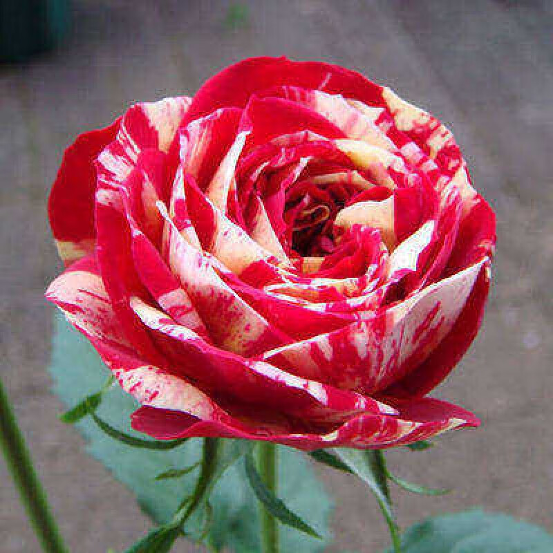 钻石玫瑰红钻月季花苗盆栽四季开花欧月浓香灌木阳台绿植物花卉 夏日