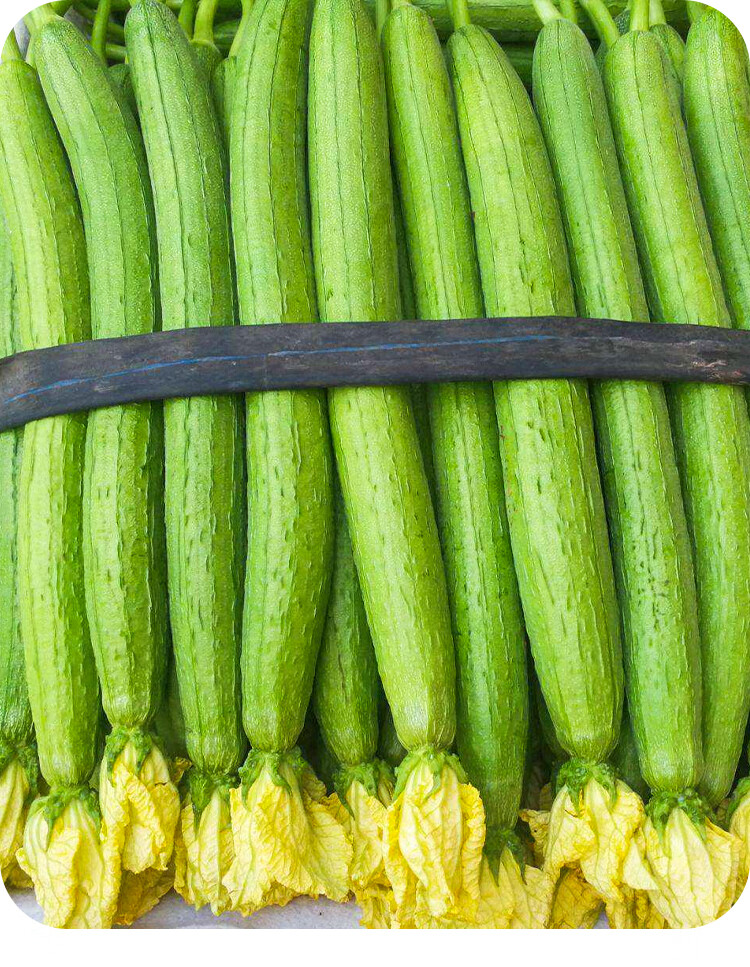 黎昕 赛佳丽长丝瓜种子种籽高产水瓜带花早熟四季苗秧蔬菜孑子特大