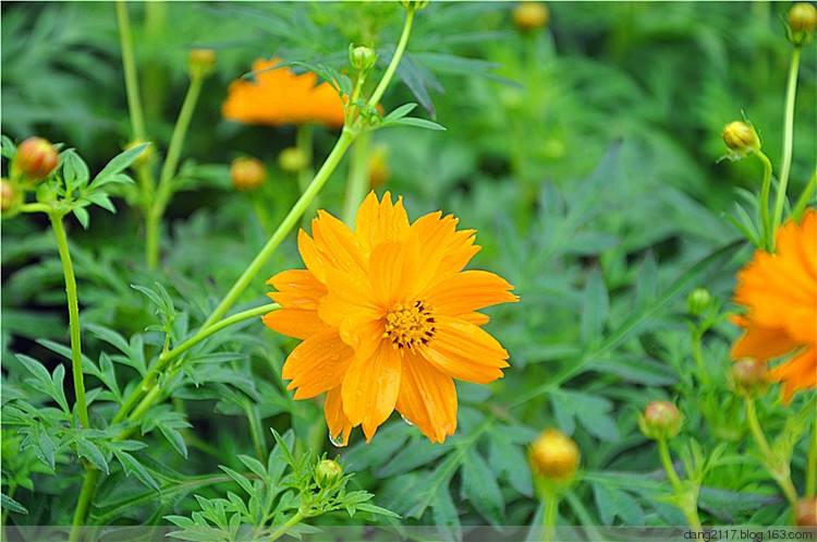 花海黄秋英黄花波斯菊种子硫黄菊硫磺菊黄芙蓉硫华菊种子1000粒肥