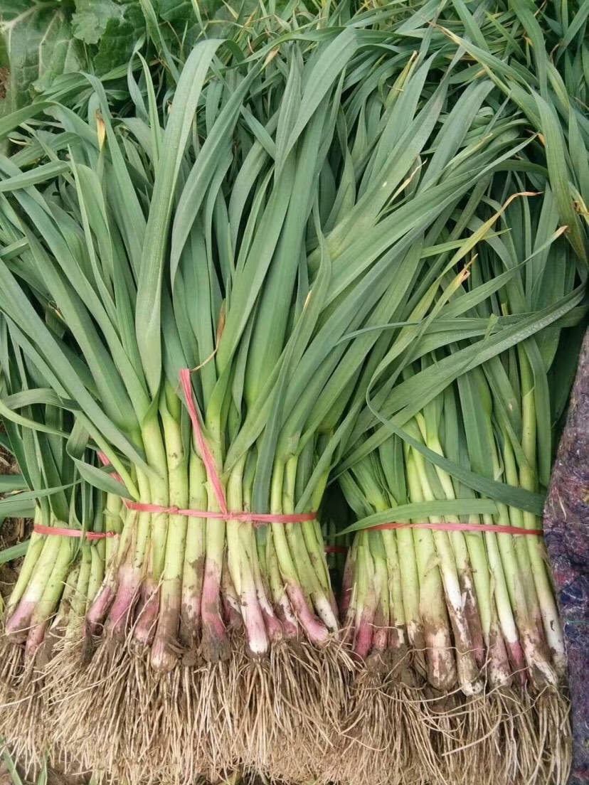 春光岛农家自种香蒜苗新鲜蔬菜红头蒜苗红皮蒜苗传统土蒜苗大蒜苗5斤