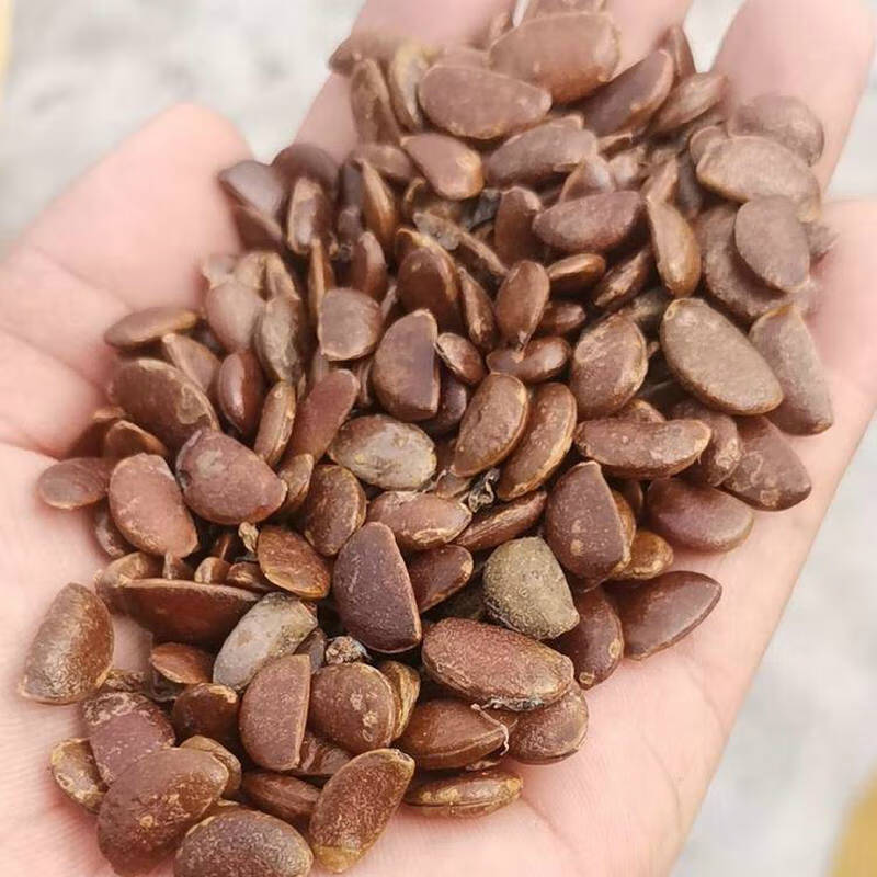 花幽谷耐寒软枣种子嫁接高产甜巨型宽大柿子树钻木君迁子野生柿子黑枣