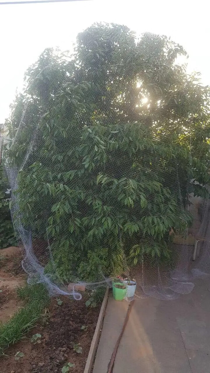 果树防鸟用网樱桃树网嘉宝家用防鸟网防鸟罩果树专用网5米宽5米长用于