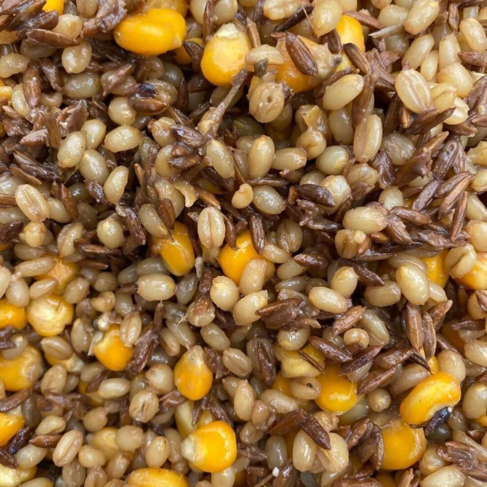 发酵酒糟打窝料黑坑野钓鲫鱼鲤鱼玉米小麦钓鱼饵窝料酒糟谷麦发酵窝料