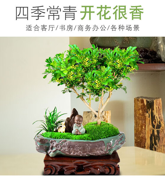 香水米兰花盆栽盆景室内浓香型不断植物阳台花卉好养绿植米兰树无缺盆