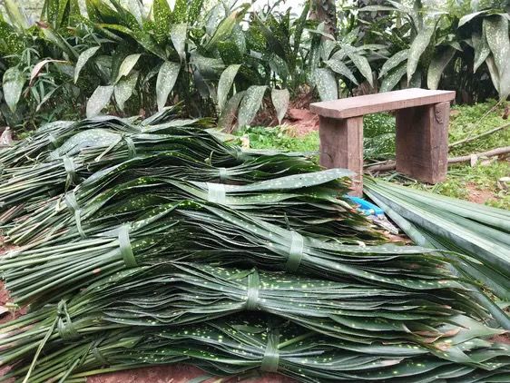 朵蕙四川新鲜粽叶端午包粽子粽叶花粽叶一叶兰粽叶花粽叶大叶现摘发货