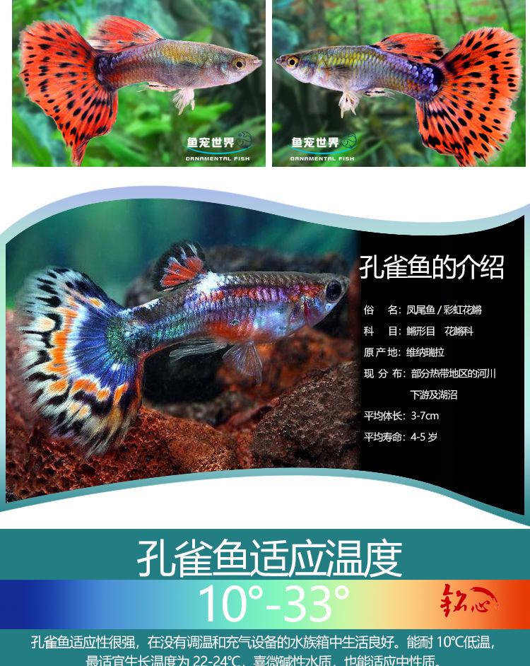 孔雀鱼纯种观赏鱼小型淡水好养热带鱼活体清道夫斑马金鱼小鱼鱼苗杂袍