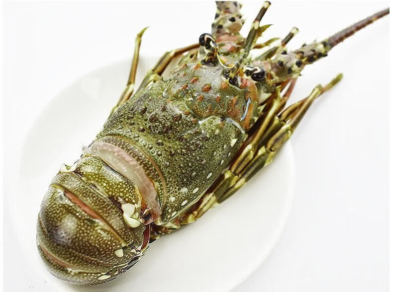 生冻青龙虾小青龙鲜冻活冻小青龙新鲜海鲜保鲜速冻小