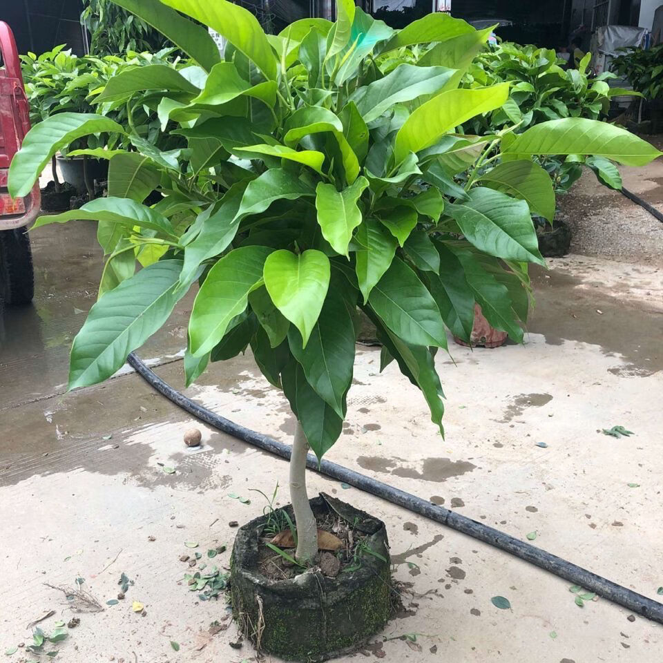 白兰花盆栽花卉绿植物室内黄兰苗带花苞四季开花浓香型黄角兰好养