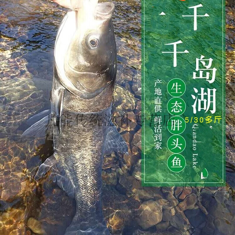 10斤40斤千島湖胖頭魚大頭魚活魚到家花鰱鱅魚烏鰱送禮6斤包活到家發