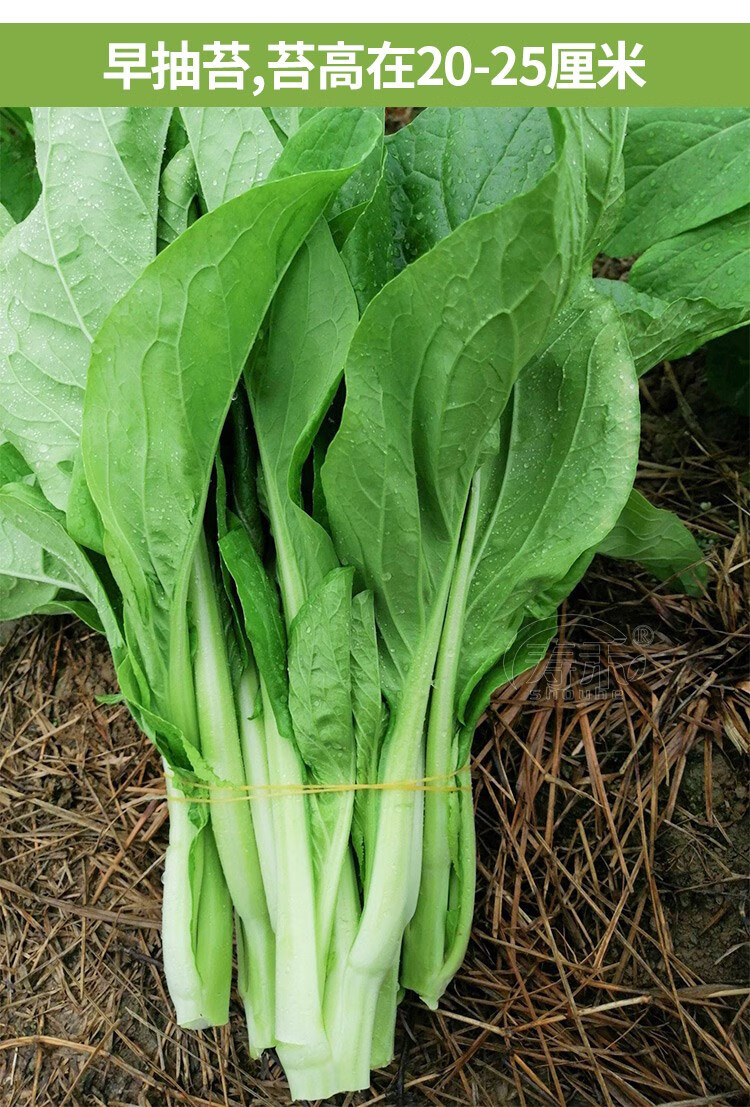 白菜苔种子种籽大全菜种苔菜四季菜心菜苔蔬菜孑菜芯莱菜籽籽种香甜