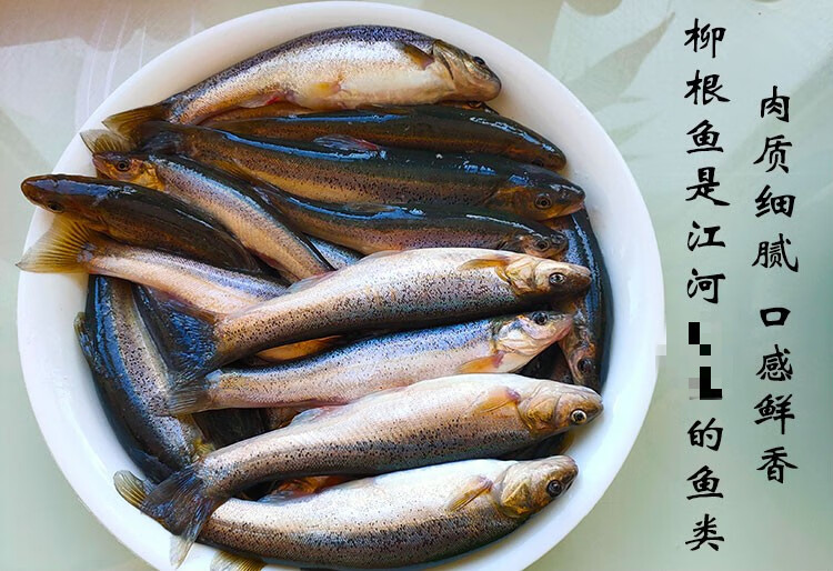 柳根魚東北黑龍江特產冷水魚鮮活速凍新鮮小雜魚食用淡水魚大號3斤裝