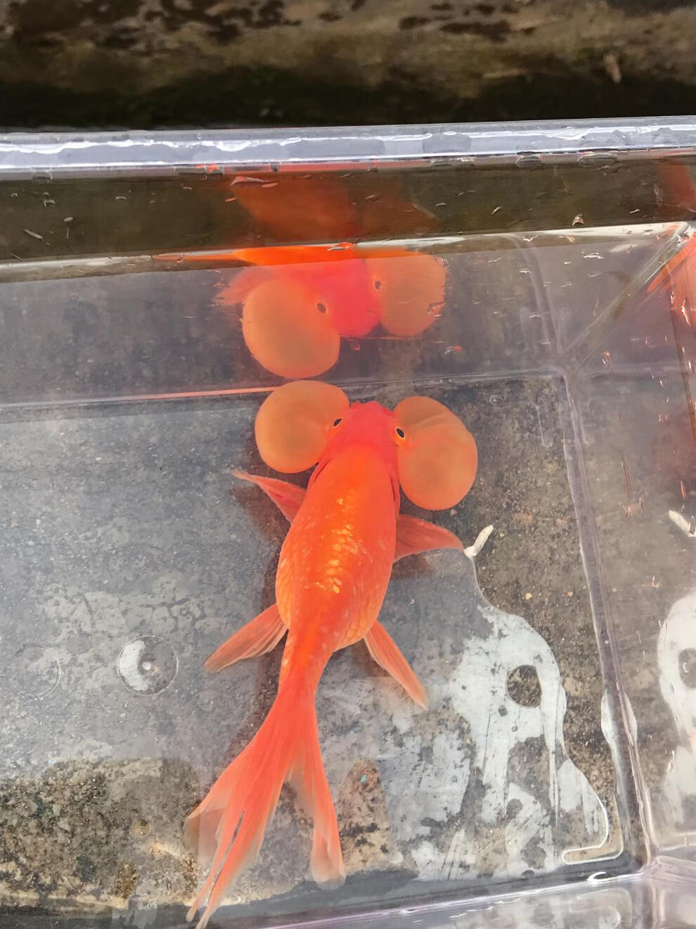 嘉瑰水泡眼金鱼锦鱼活鱼鱼儿小金鱼易养耐活家养好养大眼观赏鱼宠物