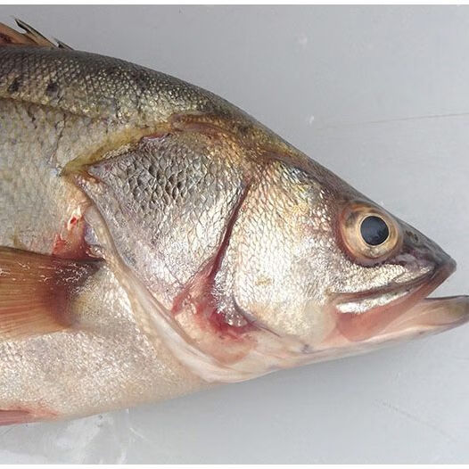 美味可口海鱸魚鮮魚鮮活海魚鱸魚深海花鱸七星鱸新鮮水產海鮮海魚三條