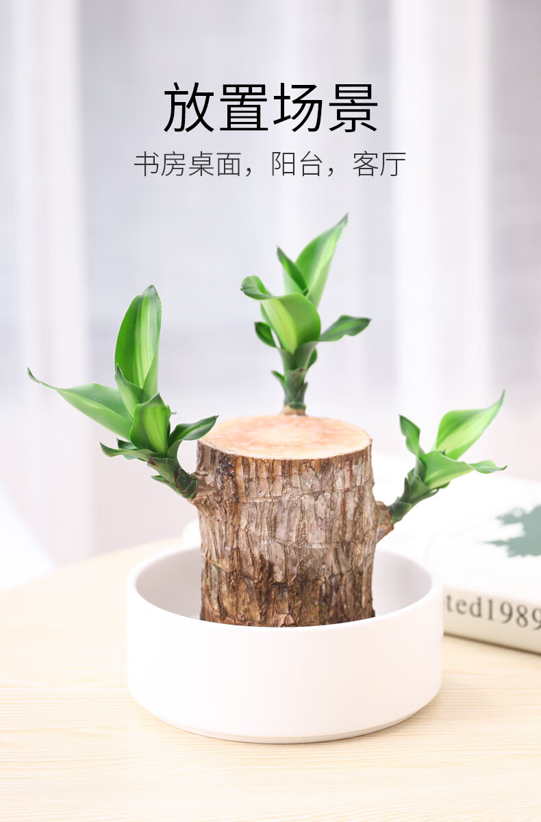 巴西木水养植物微景观办公室内幸运木水培桌面绿植小盆栽巴西木中号